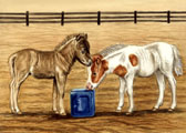 Miniature Horse, Equine Art - At the Salt Block
